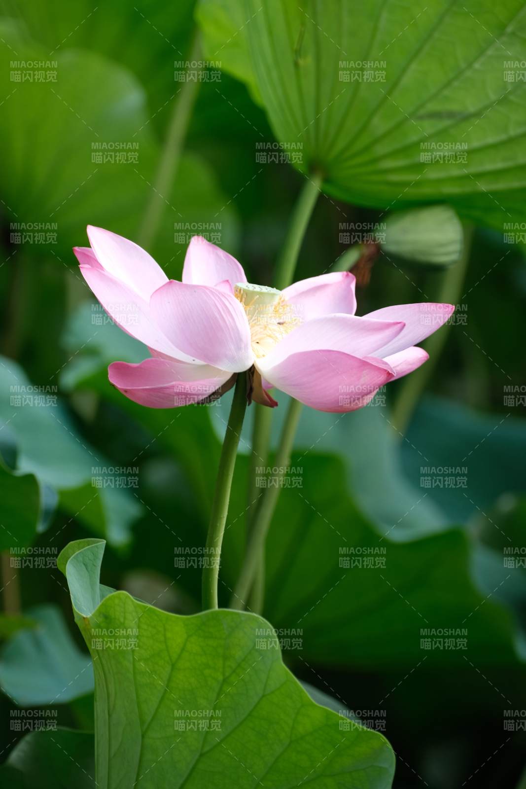 粉色莲花在绿叶中绽放图片