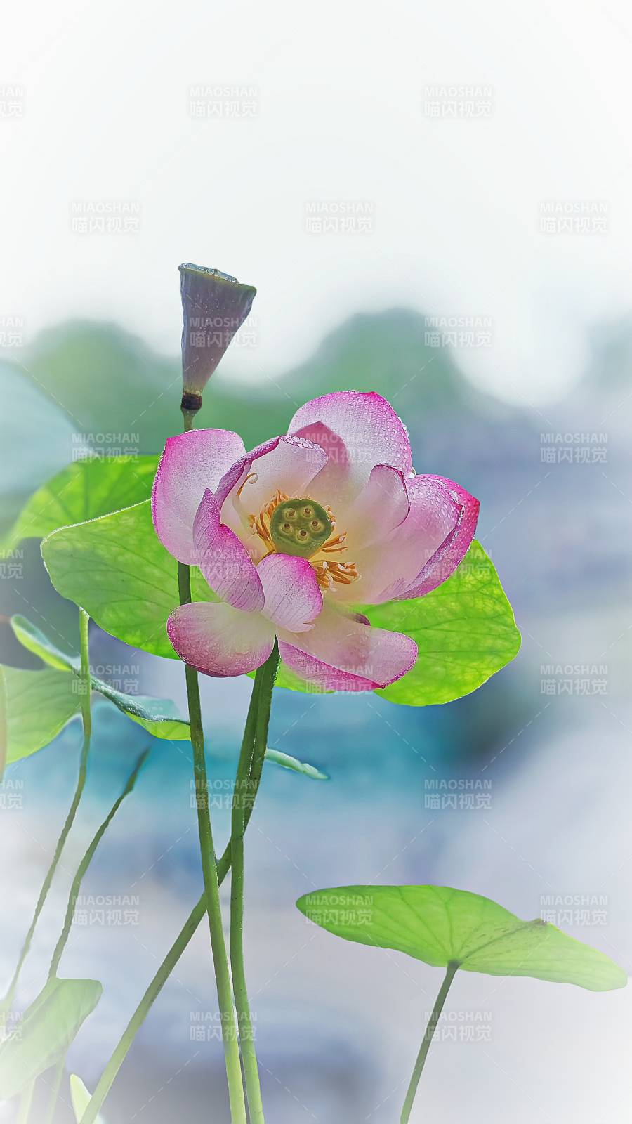 荷花绽放 清新雅致图片