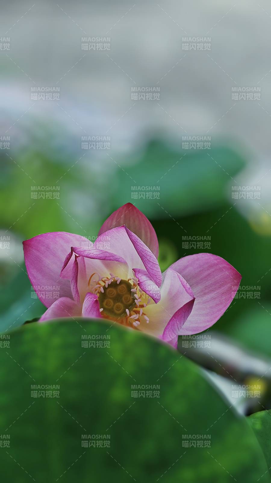 粉色莲花静谧绽放图片