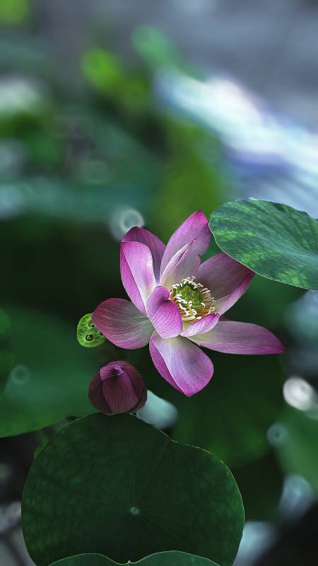 莲花绽放 绿叶相伴图片