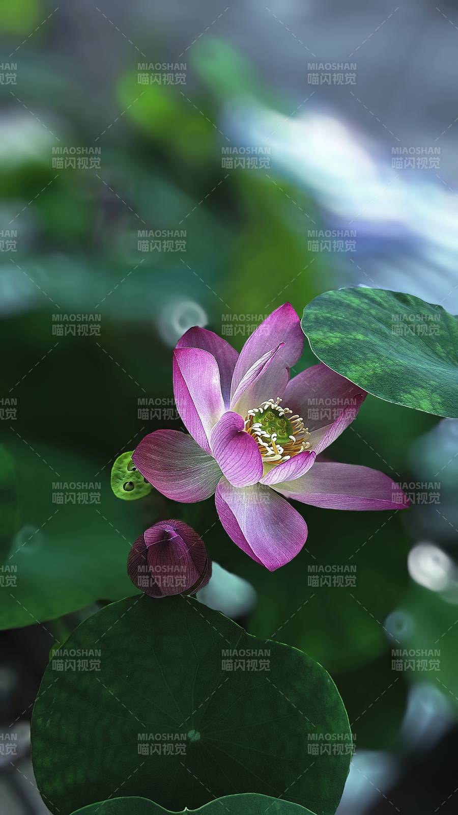 莲花绽放 绿叶相伴图片