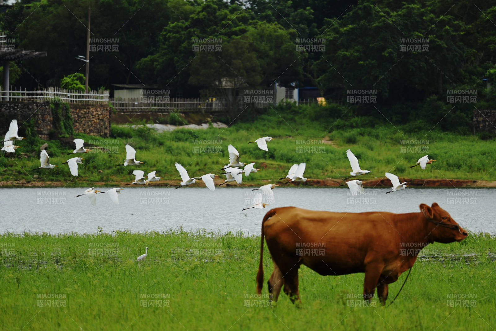 牛与白鹭共舞田野间图片