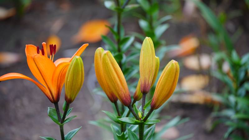 橙黄百合花绽放花园中图片