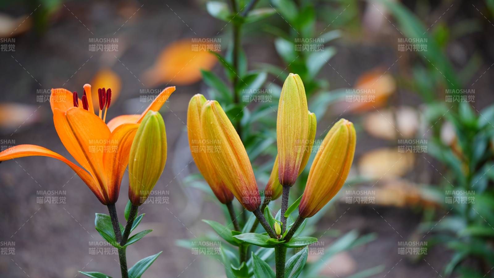 橙黄百合花绽放花园中图片