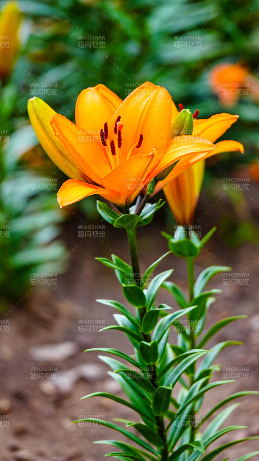 橙色百合花绽放美丽瞬间图片