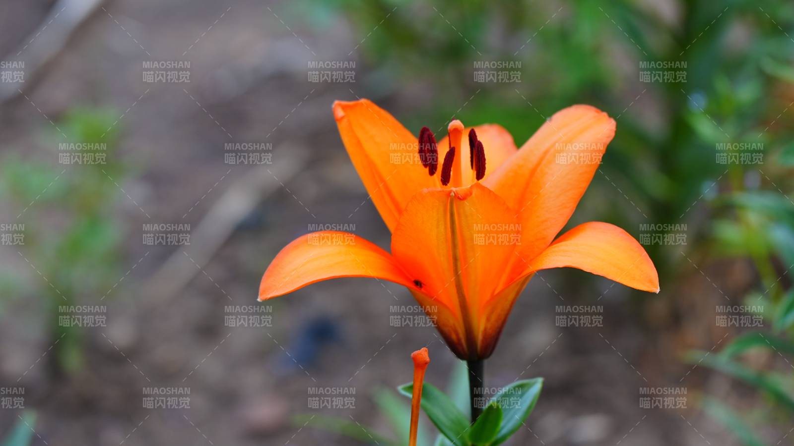 橙色百合花绽放图片