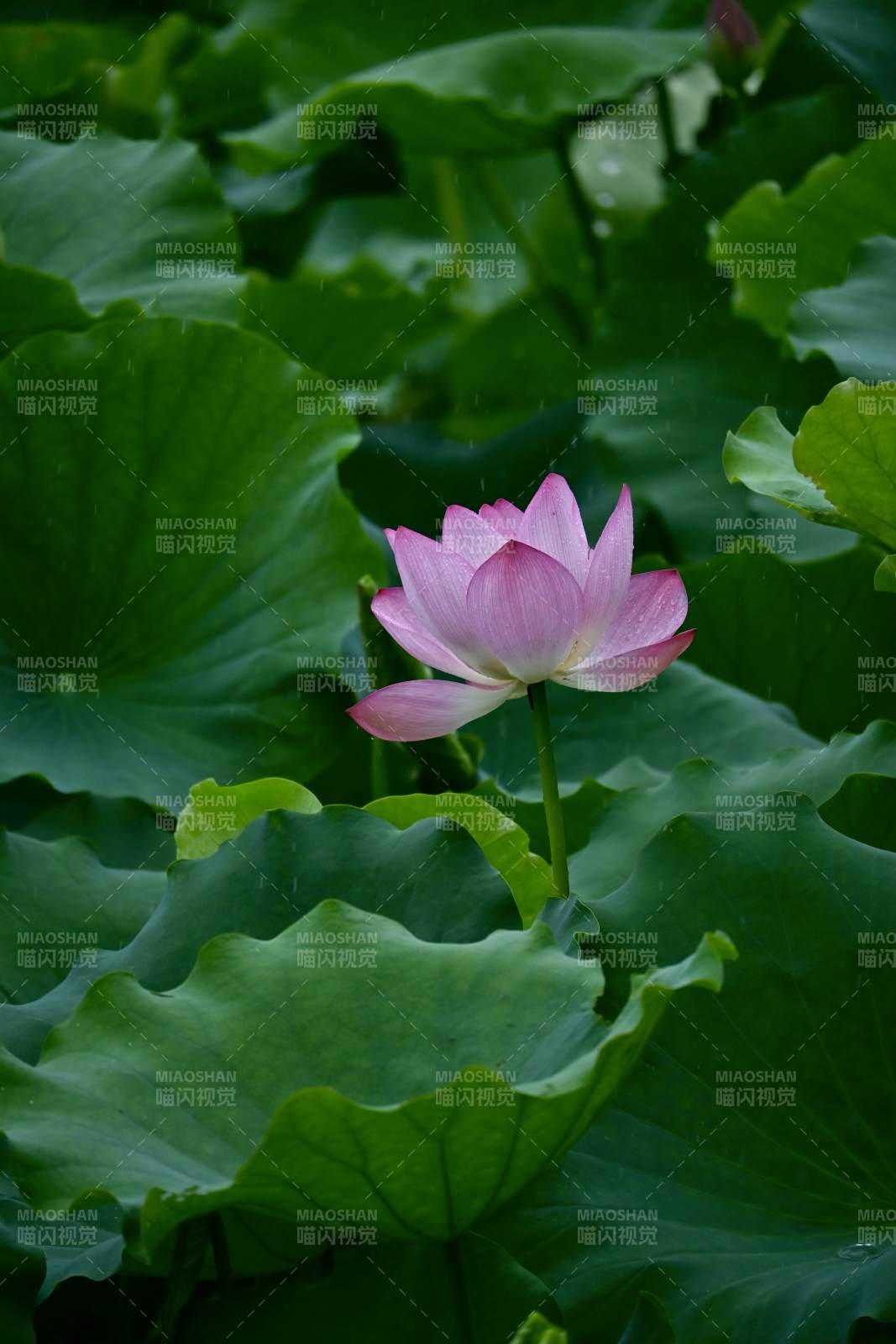 雨中绽放的莲花图片