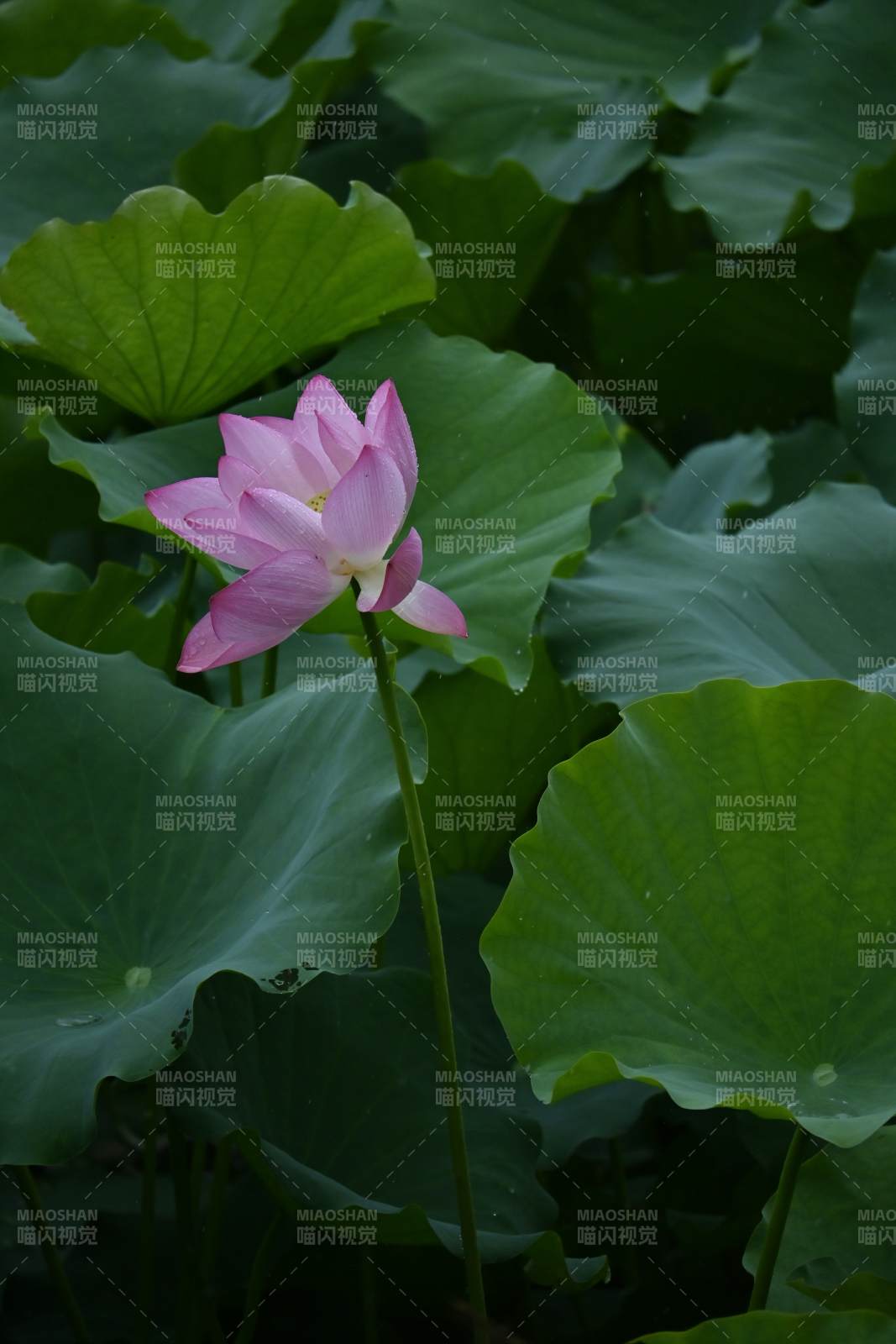 荷花盛开 绿叶相伴图片