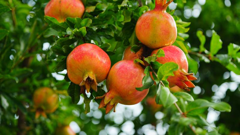 枝头挂满红石榴图片