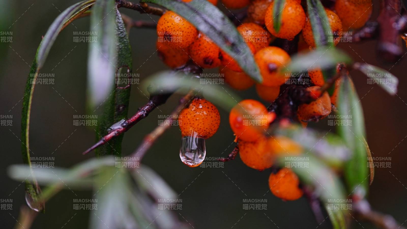 沙棘果实上的水滴图片