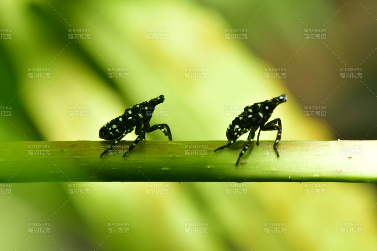 斑点昆虫在绿叶上休息图片