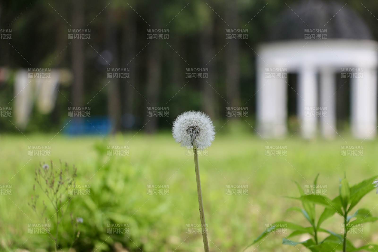 风中的蒲公英与凉亭图片