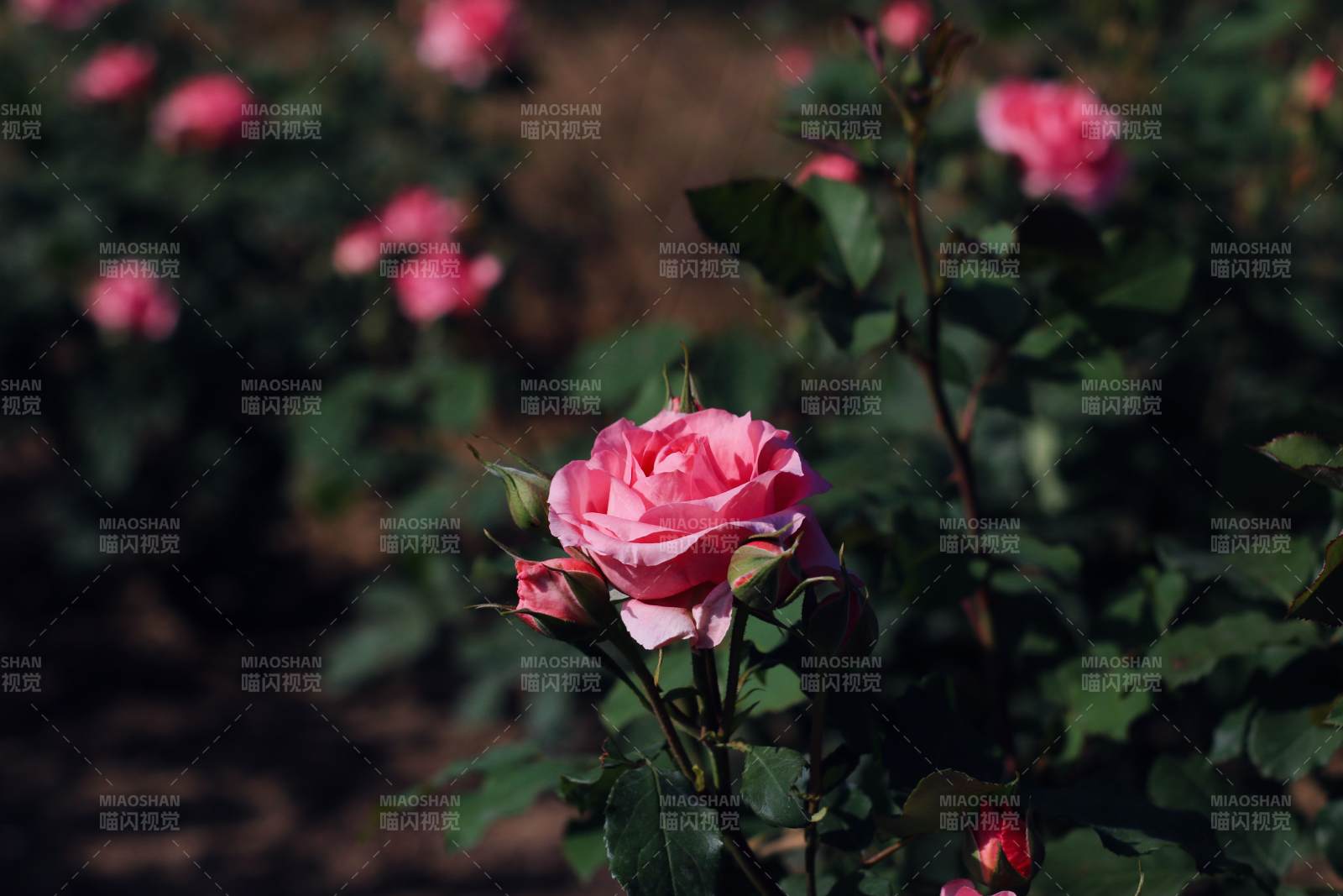 月季花丛中的美丽瞬间图片