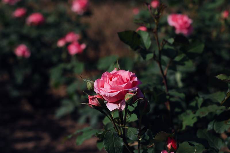 月季花丛中的美丽瞬间图片