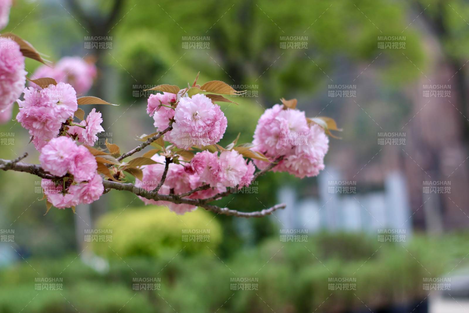 樱花绽放 春意盎然图片
