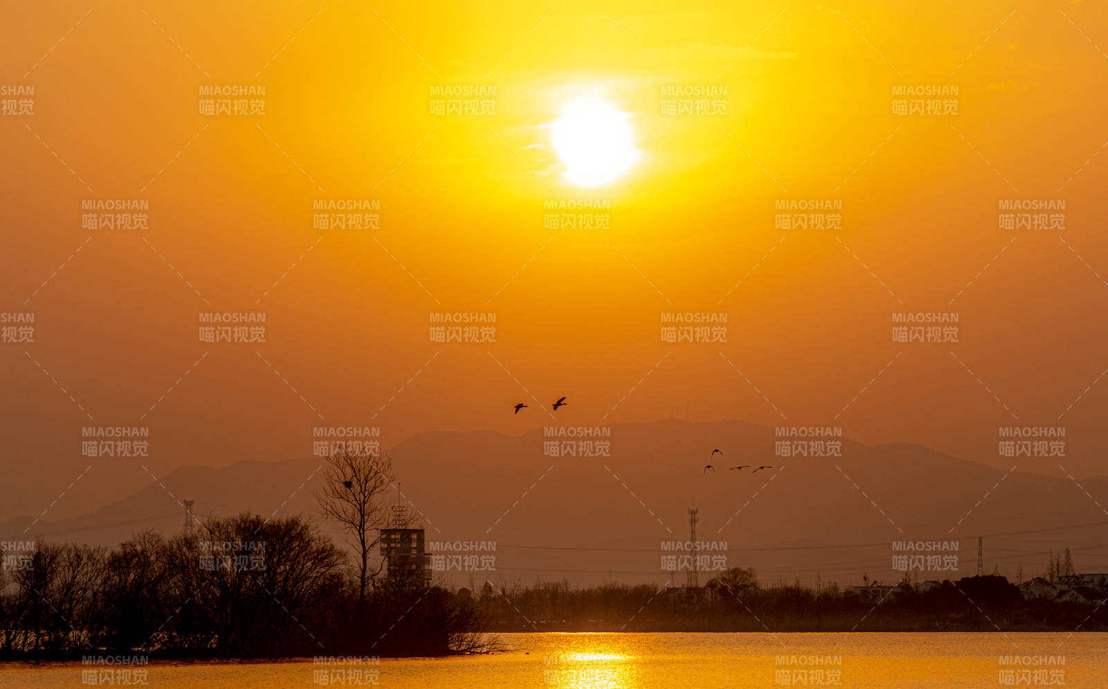 夕阳西下 飞鸟归巢图片