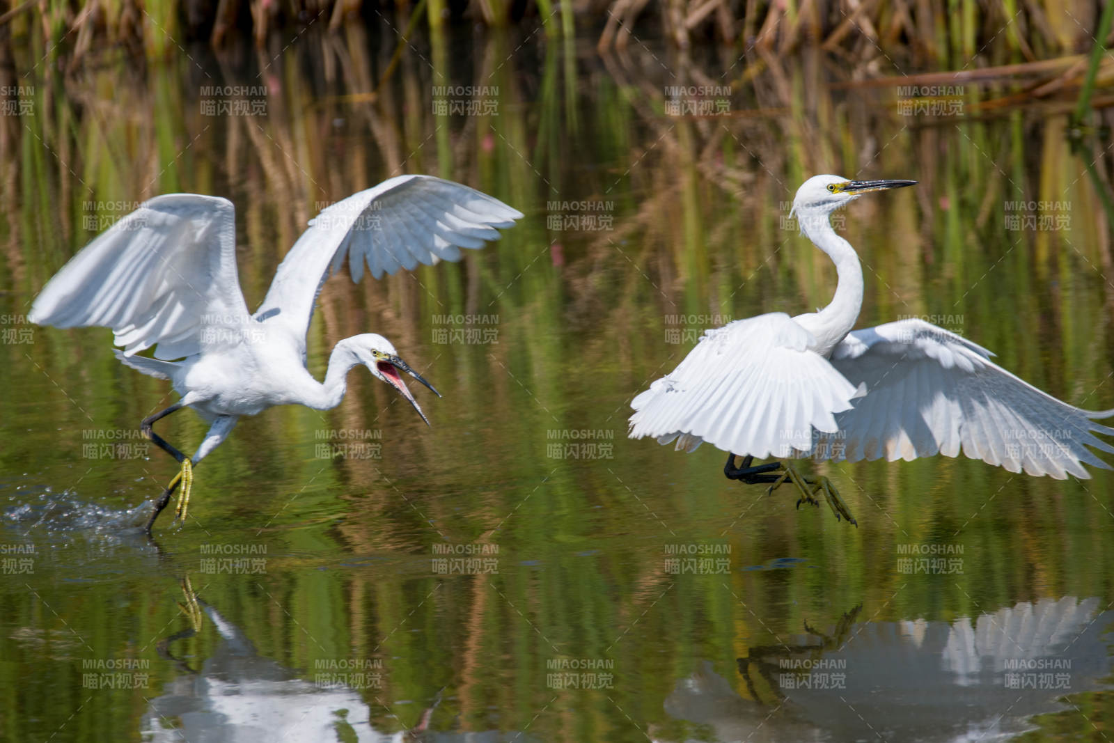 白鹭展翅水面飞翔图片