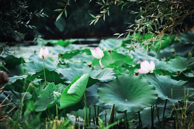 荷塘静谧 莲花绽放图片