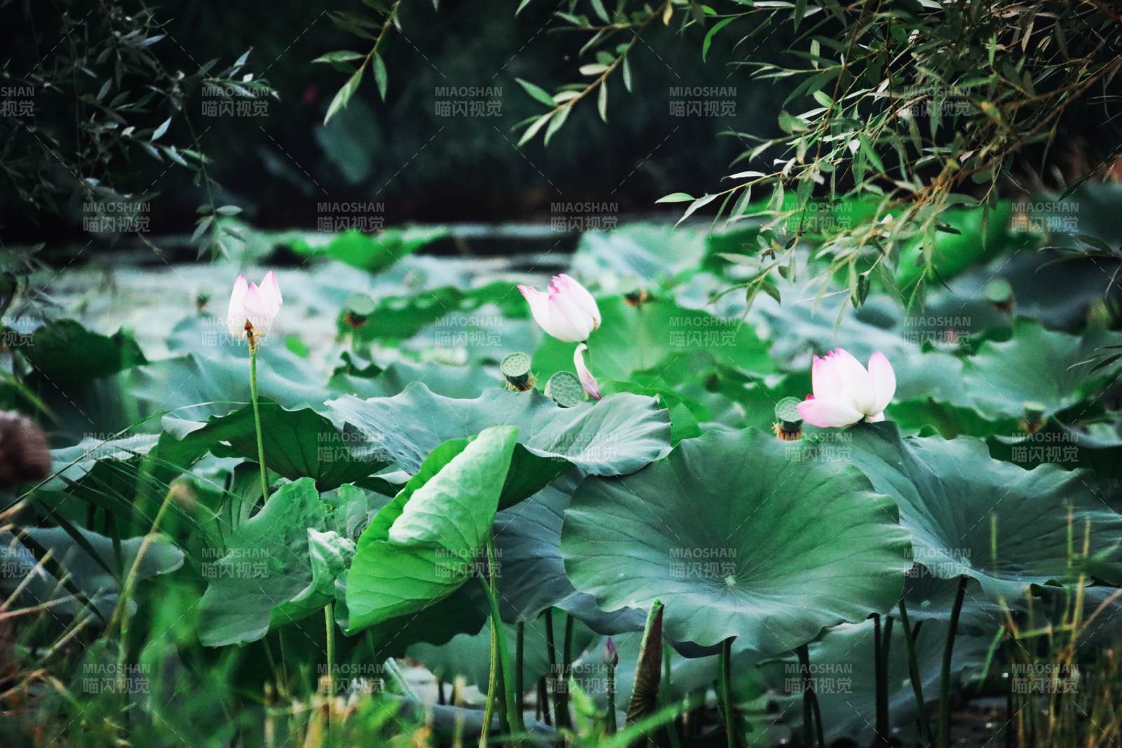 荷塘静谧 莲花绽放图片