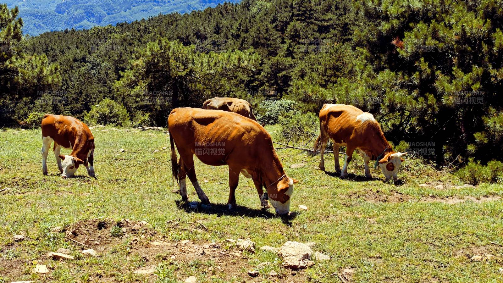 山西省山间草地上悠闲吃草的牛群图片