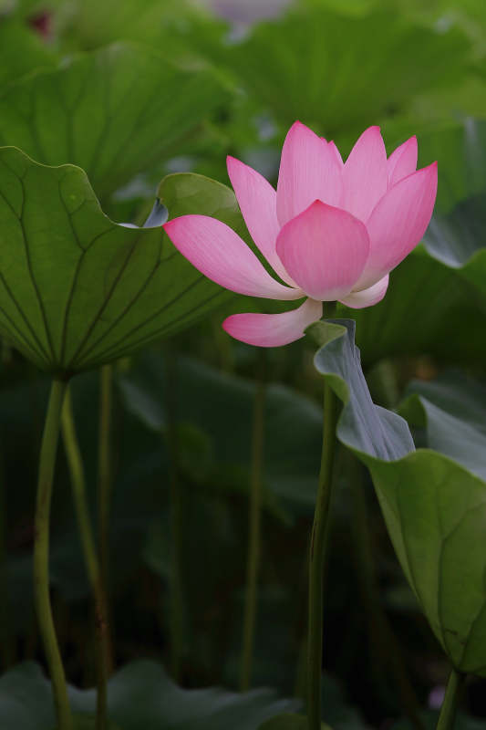 粉莲静绽绿叶间图片