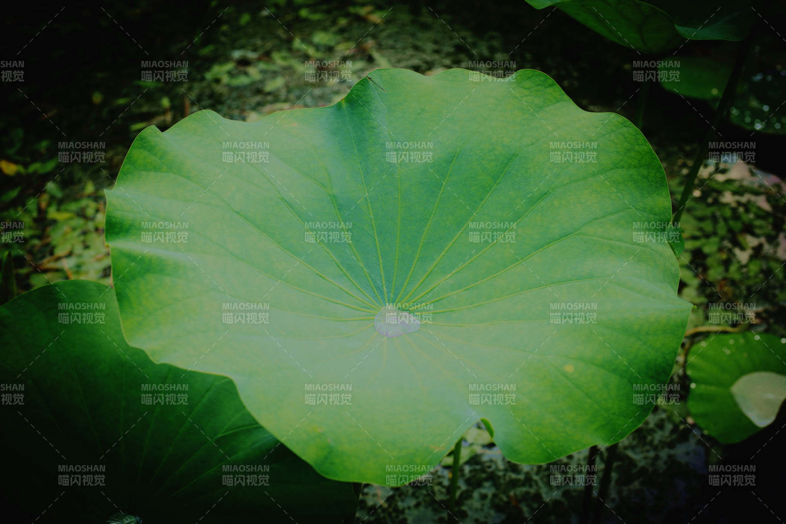 荷叶静谧 绿意盎然图片