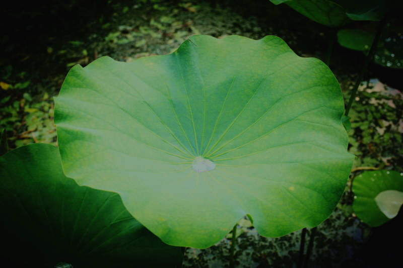 荷叶静谧 绿意盎然图片