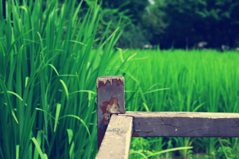 田园风光 木桥静谧图片
