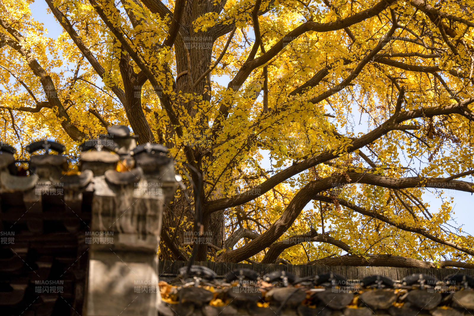 秋日古树映瓦墙图片