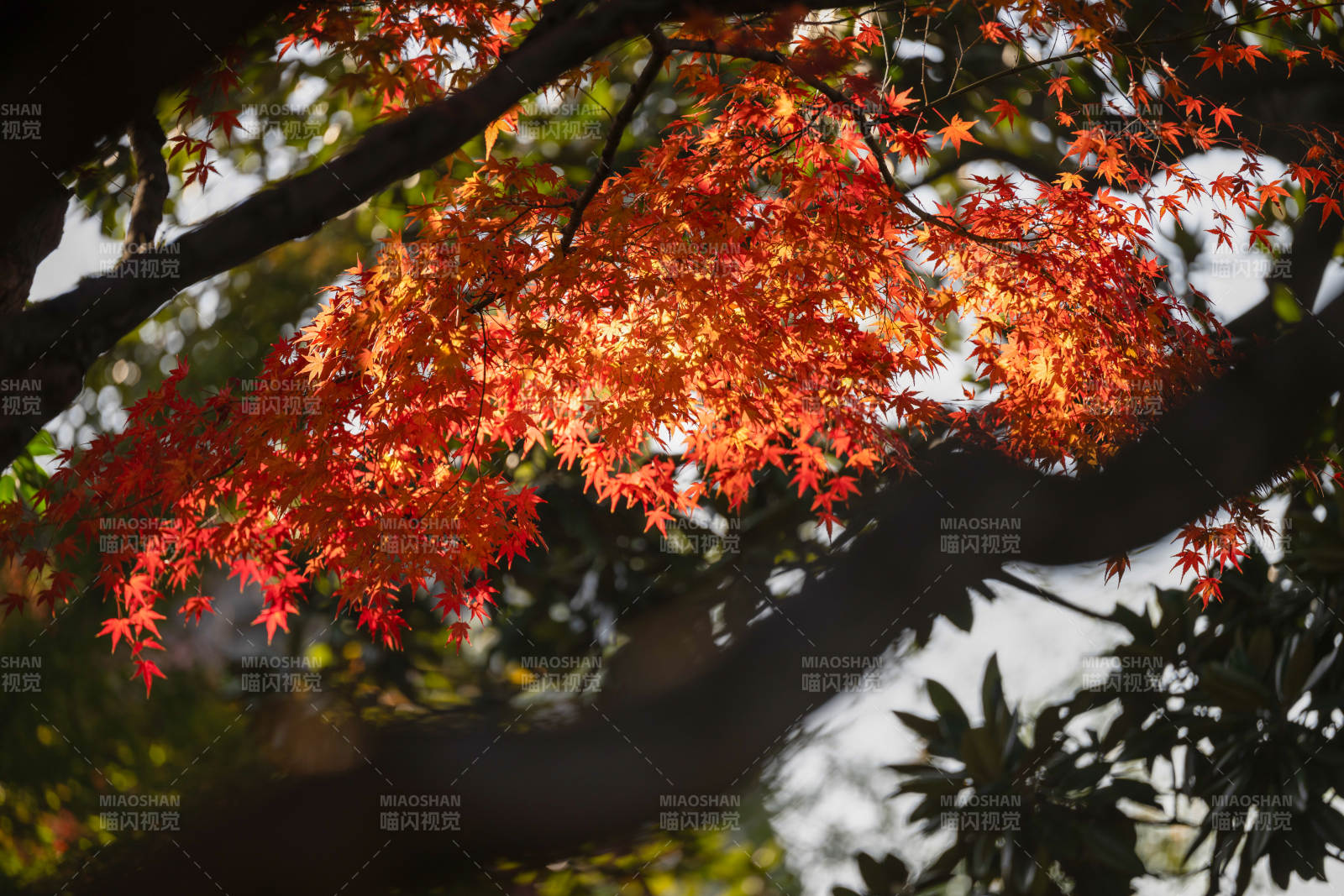 秋日红叶映枝头图片