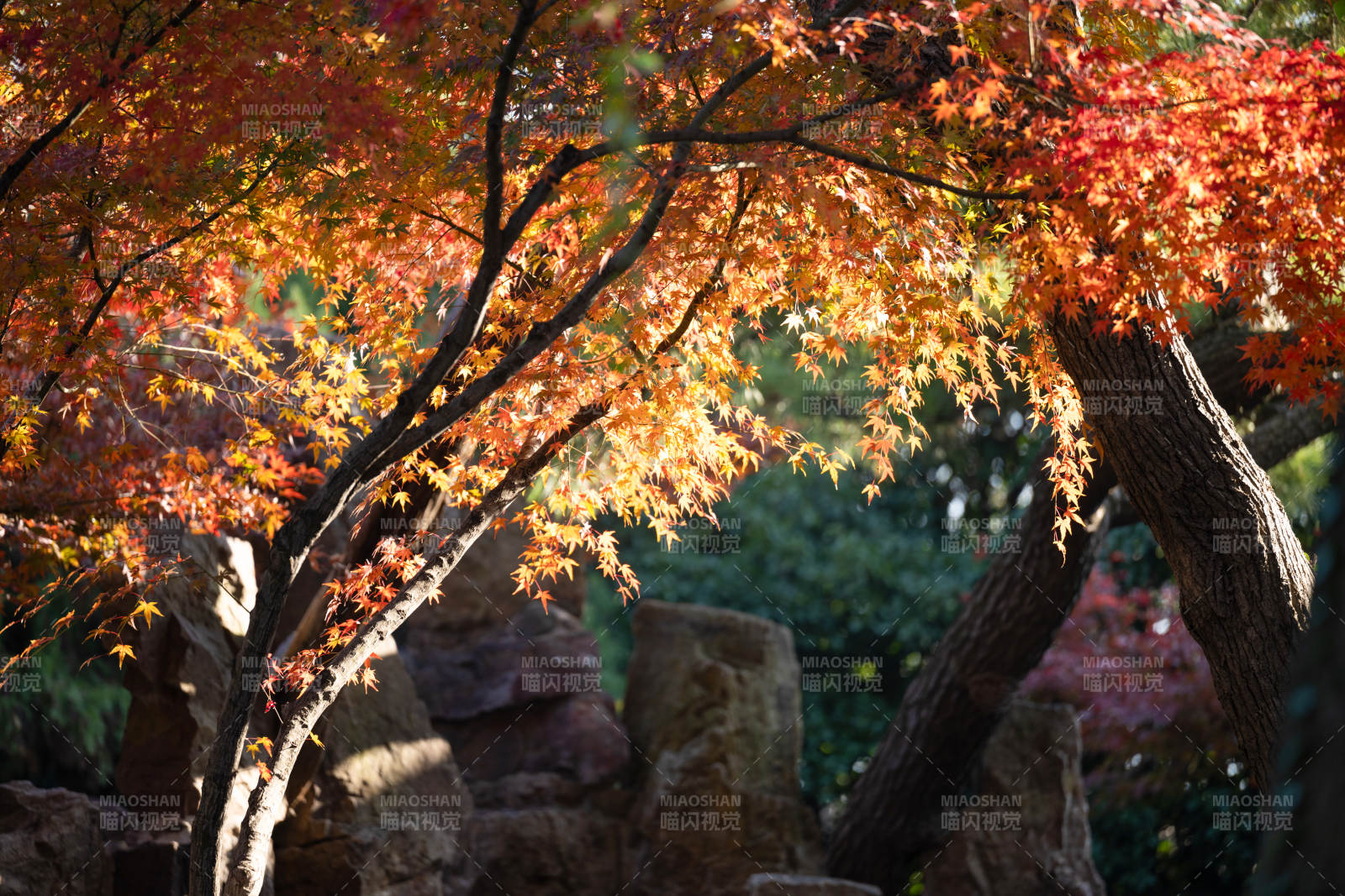 秋日红叶映石景图片