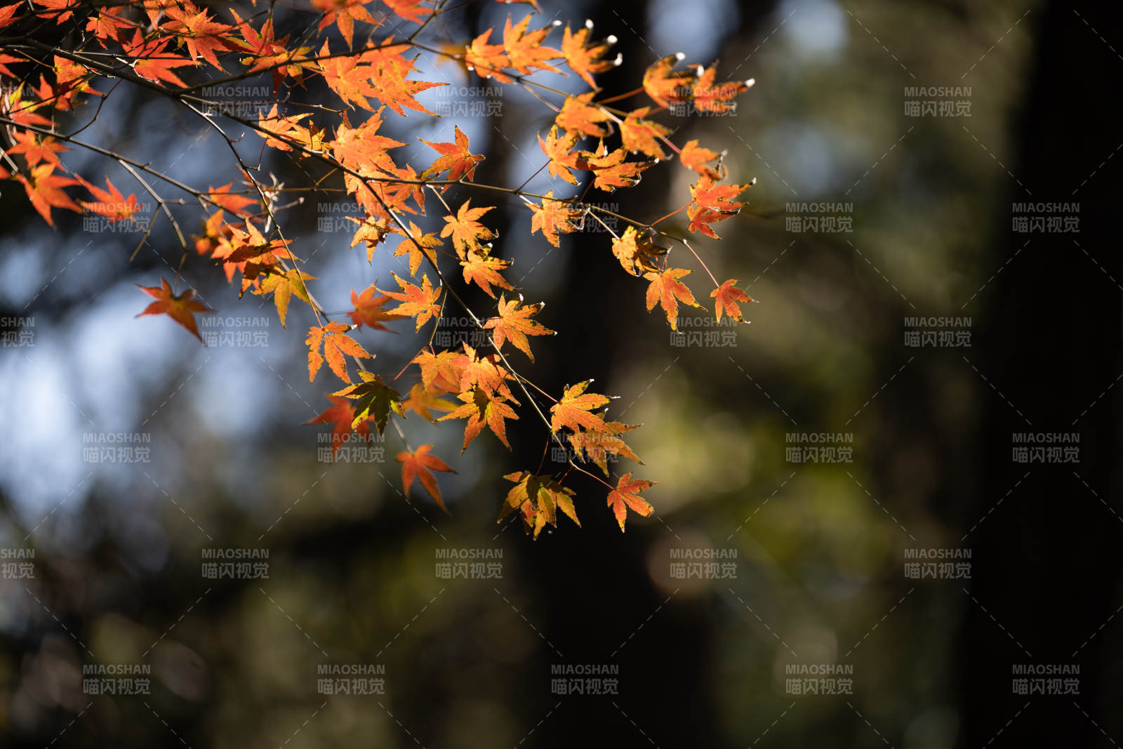 秋日枫叶映阳光图片