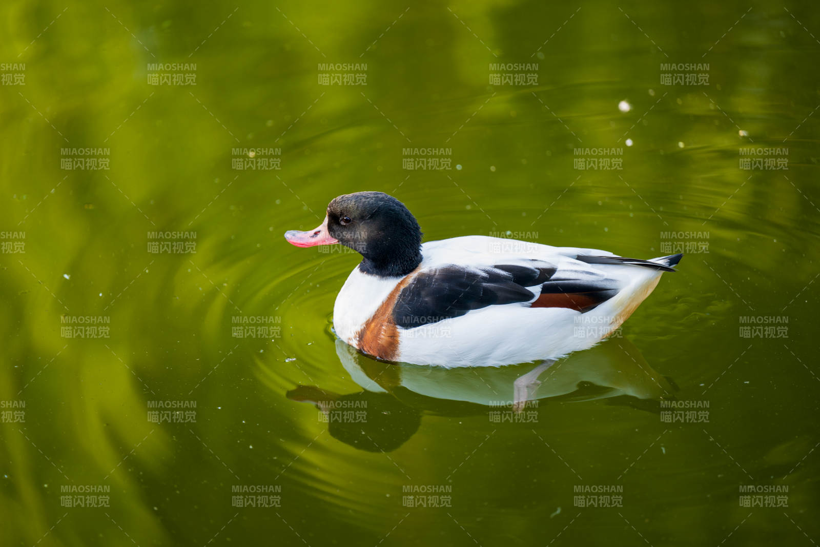 绿水中游弋的鸭子图片
