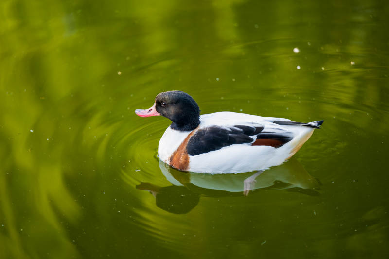 绿水中游弋的鸭子图片
