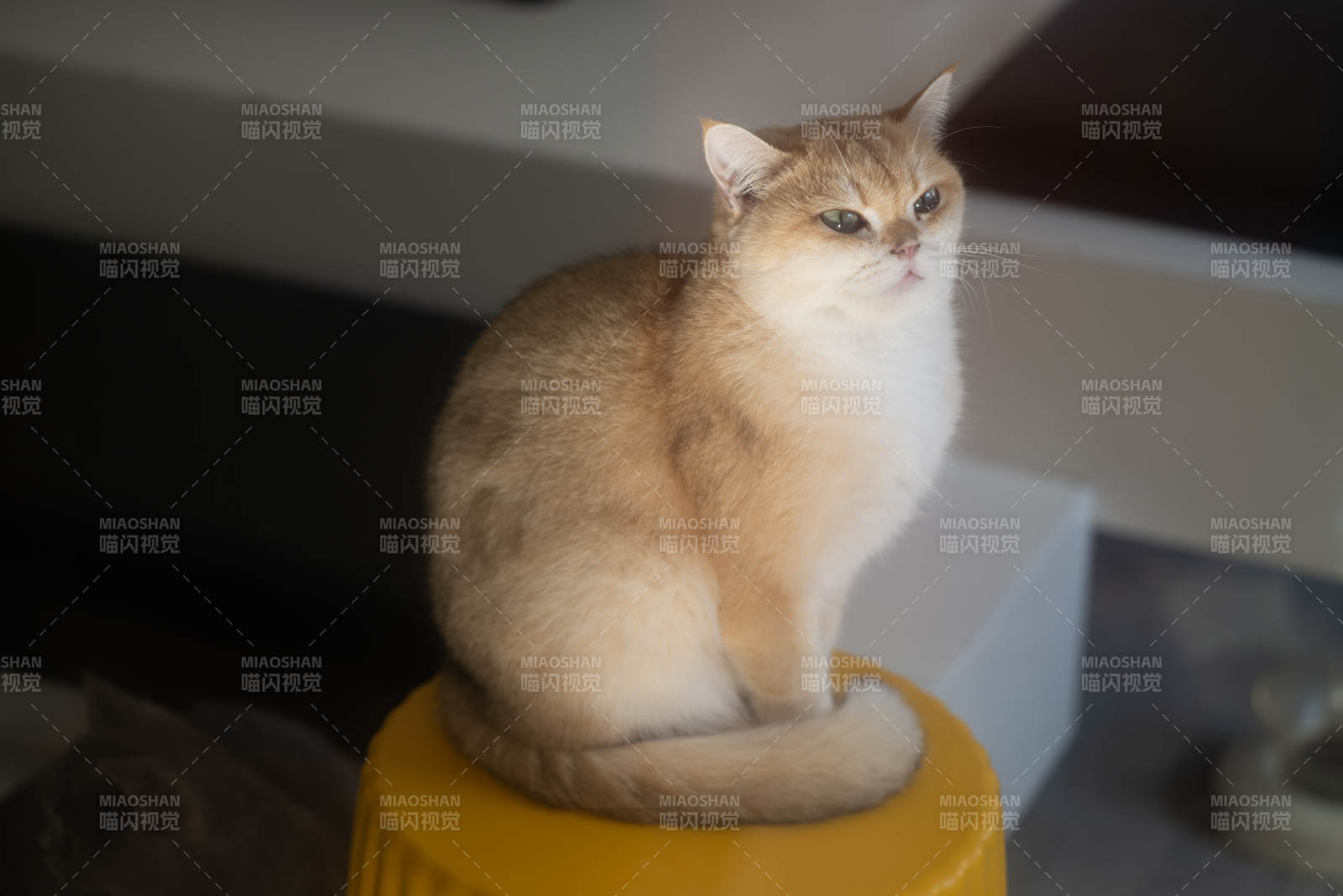 猫咪悠闲坐黄色凳子上图片