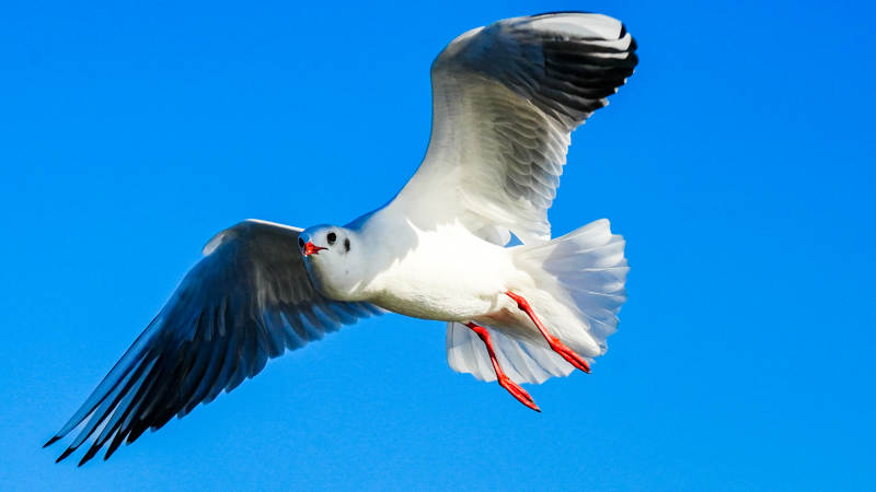 飞翔的海鸥图片