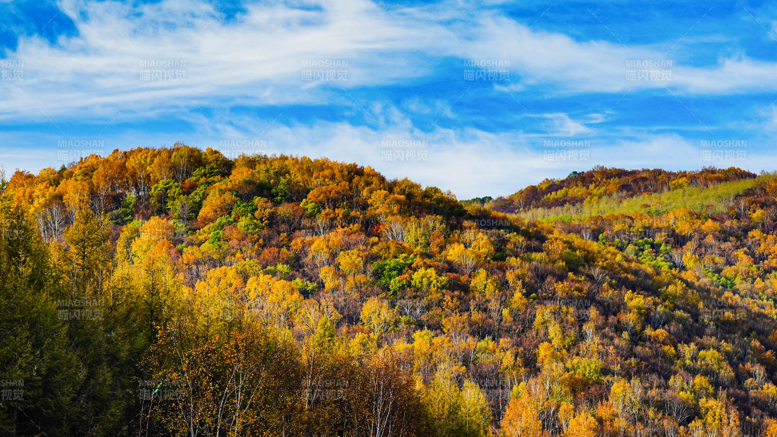 内蒙--美林谷秋日山林金黄画卷图片