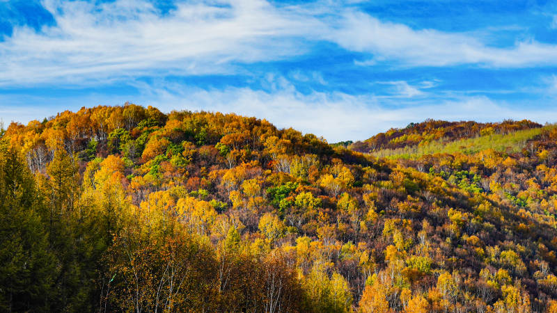 内蒙--美林谷秋日山林金黄画卷图片
