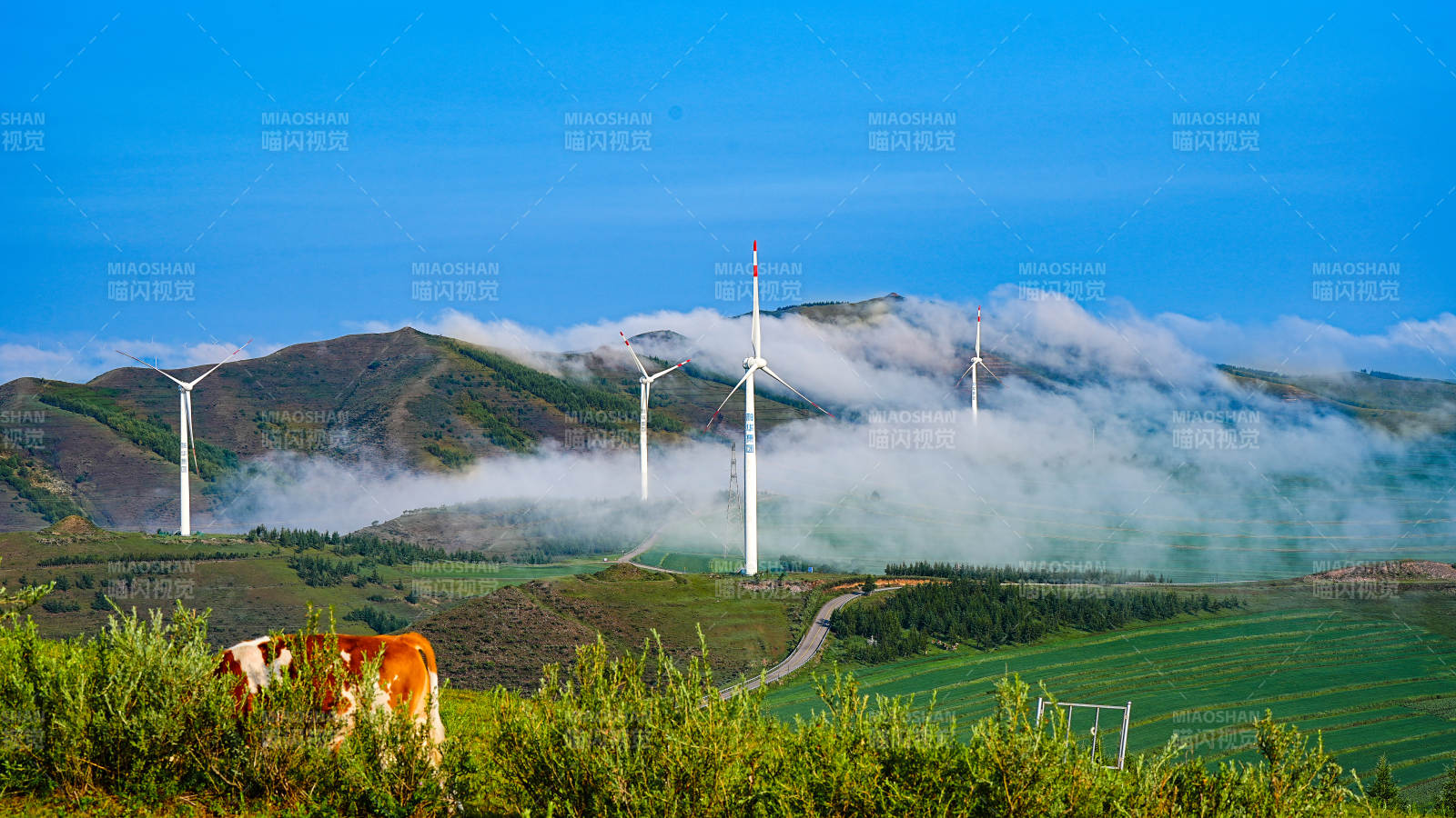 张北草原天路风车山间 牛憩绿野图片