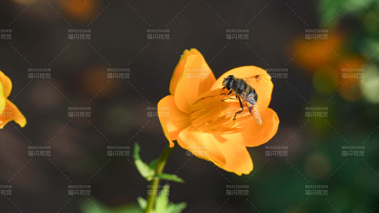 蜜蜂采蜜橙花间图片