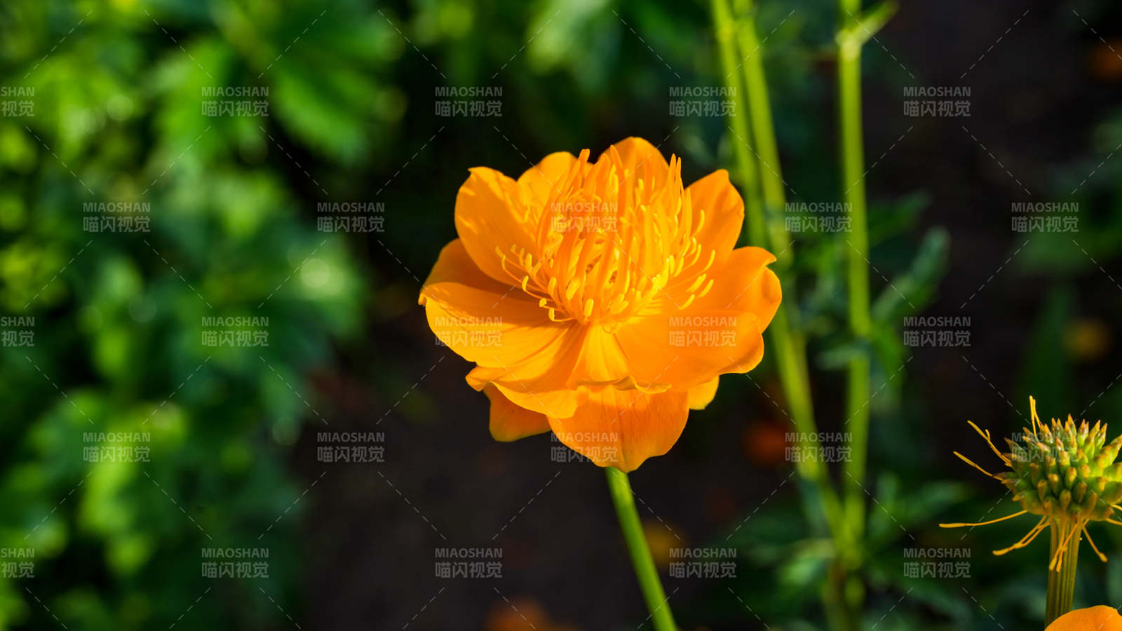 橙色花朵在绿叶中绽放图片