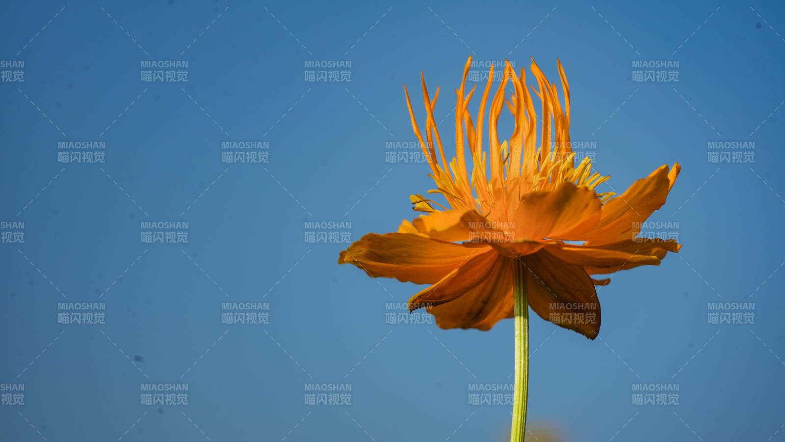 橙色花朵在蓝天下的绽放图片