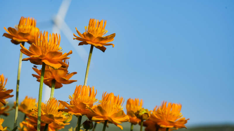 风车下的橙色花海图片