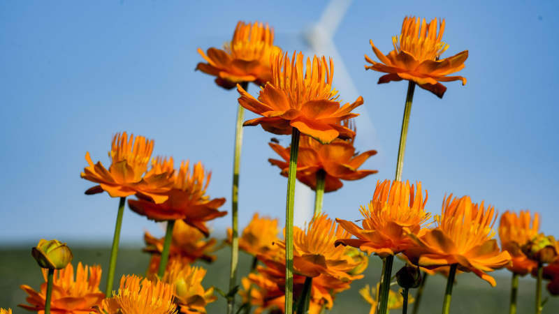 橙色野花在风中摇曳图片