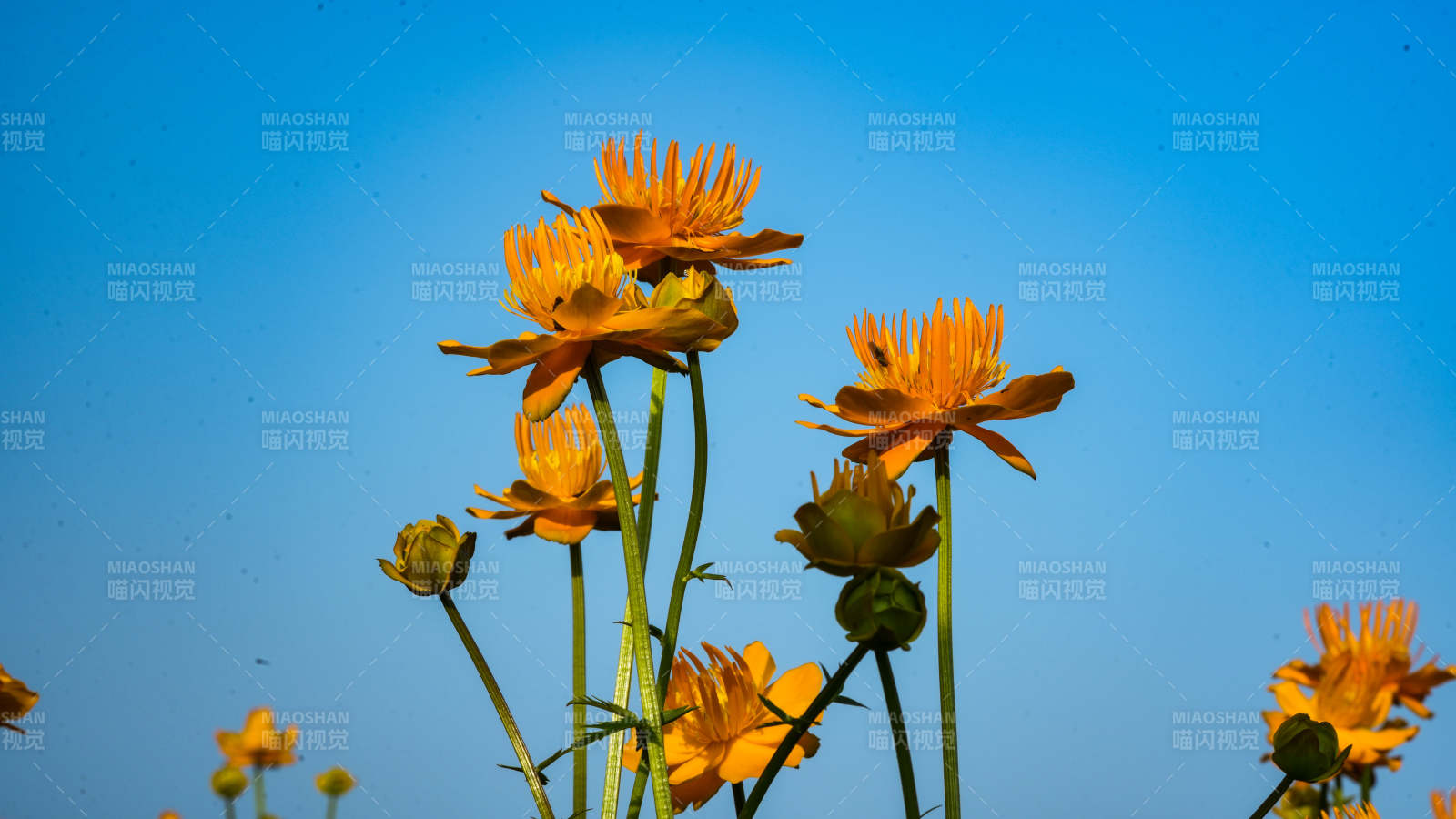 蓝天下的橙色花朵图片