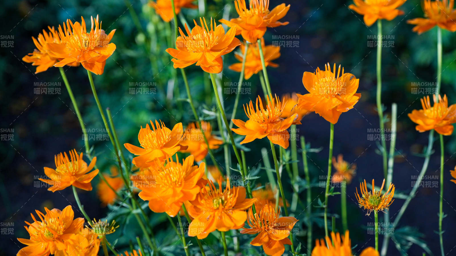 橙色花朵绽放的美丽景象图片