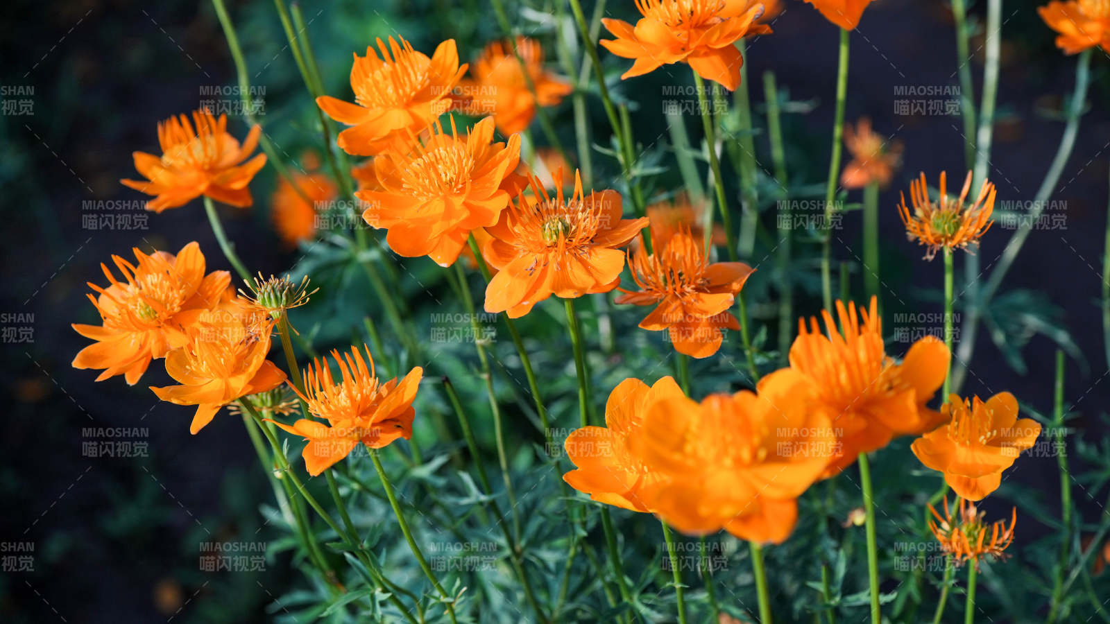 橙色花朵绽放的美丽瞬间图片