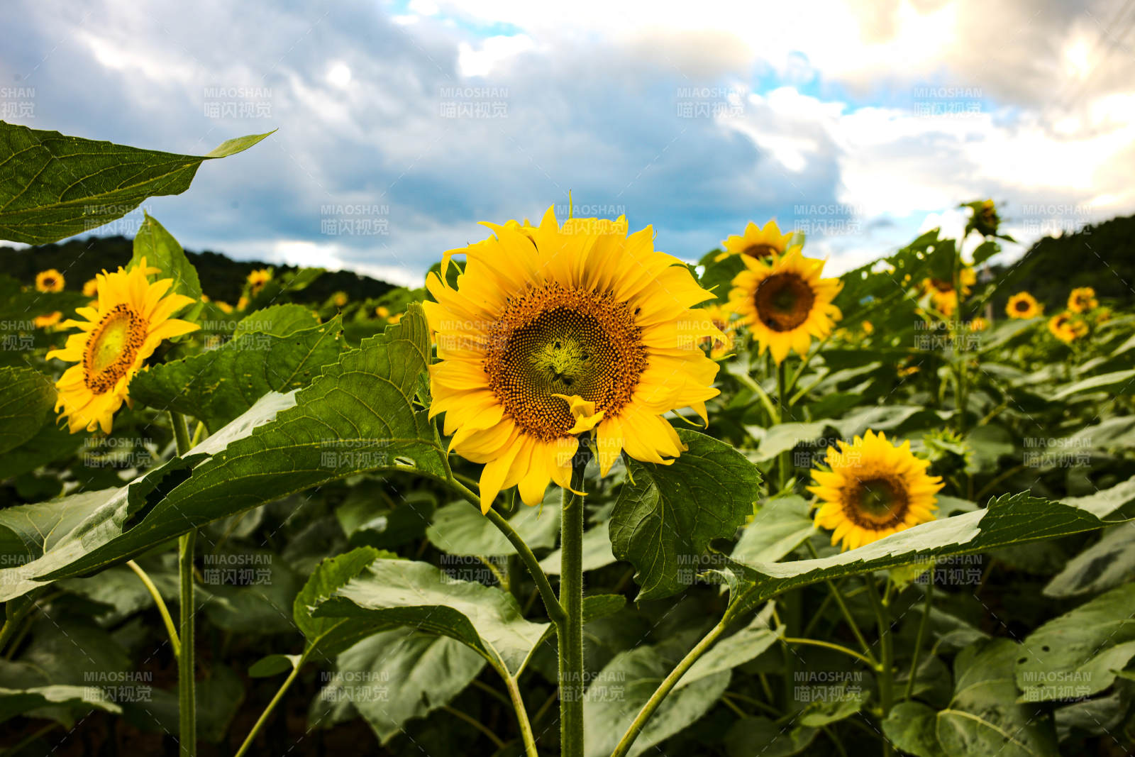 向日葵田间的明媚阳光图片