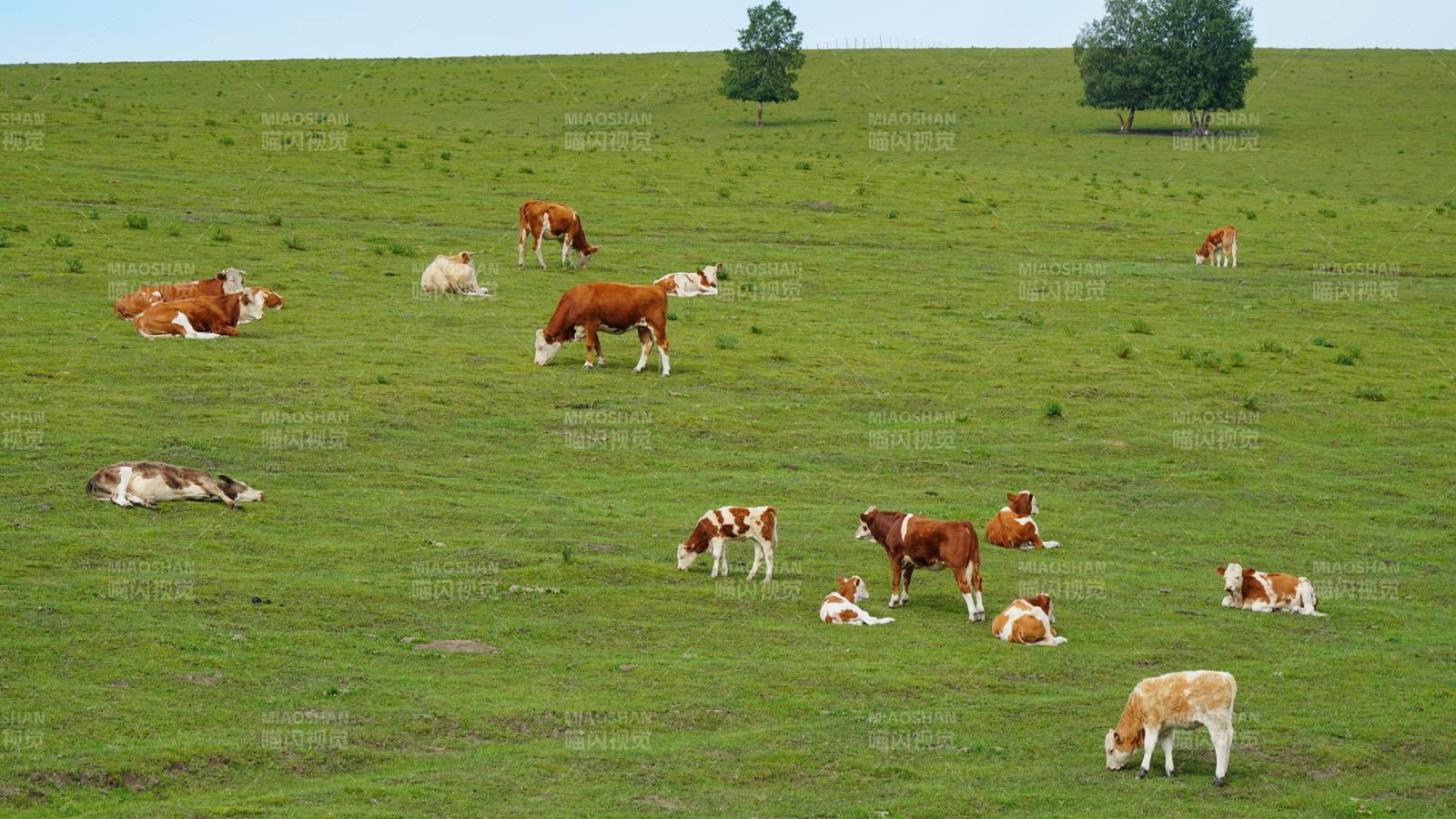 乌兰布统草原上的牛群图片