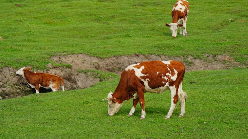 牛在绿草地上吃草图片
